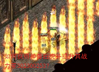��λ�����ް׻���������ս����302300253��